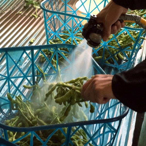 収穫した枝豆の出荷処理