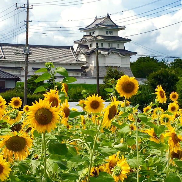 ひまわり咲く夏の関宿城