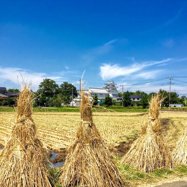 実りの秋の関宿城・野田市観光