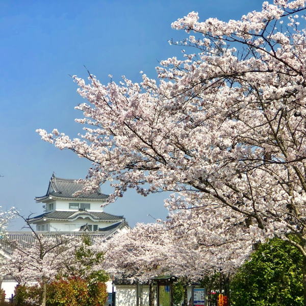 桜満開の関宿城